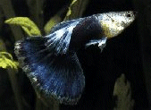 Joli poisson avec une queue en Eventail